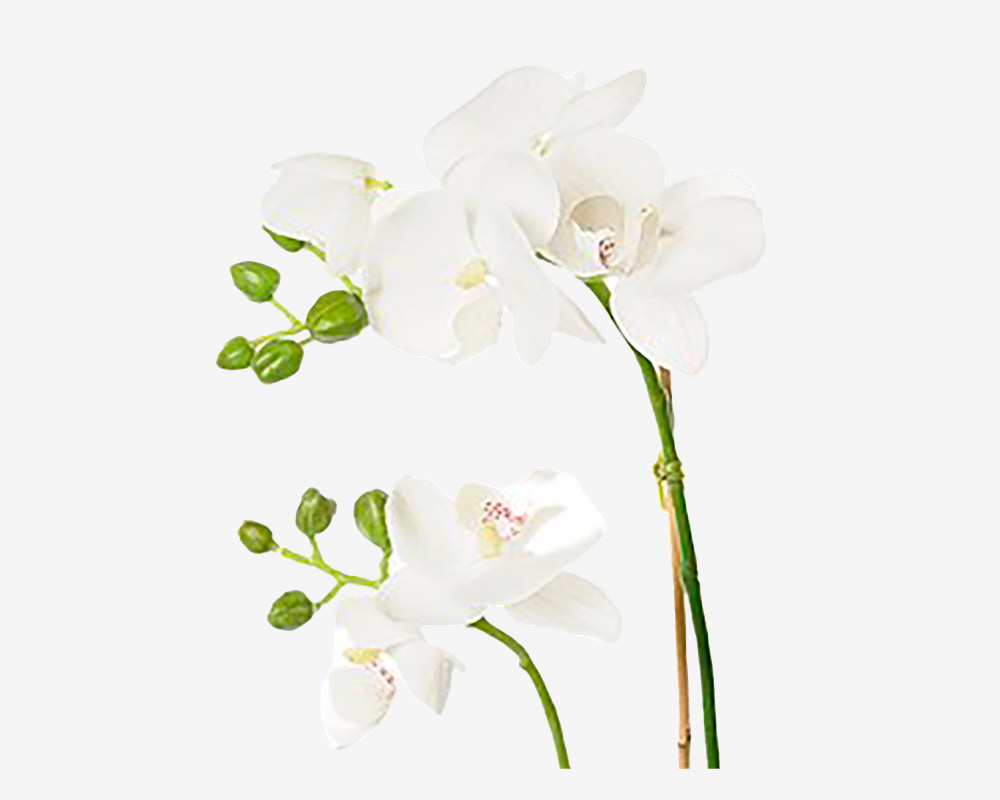 Blomst Phalaenopsis Hvid 45 cm