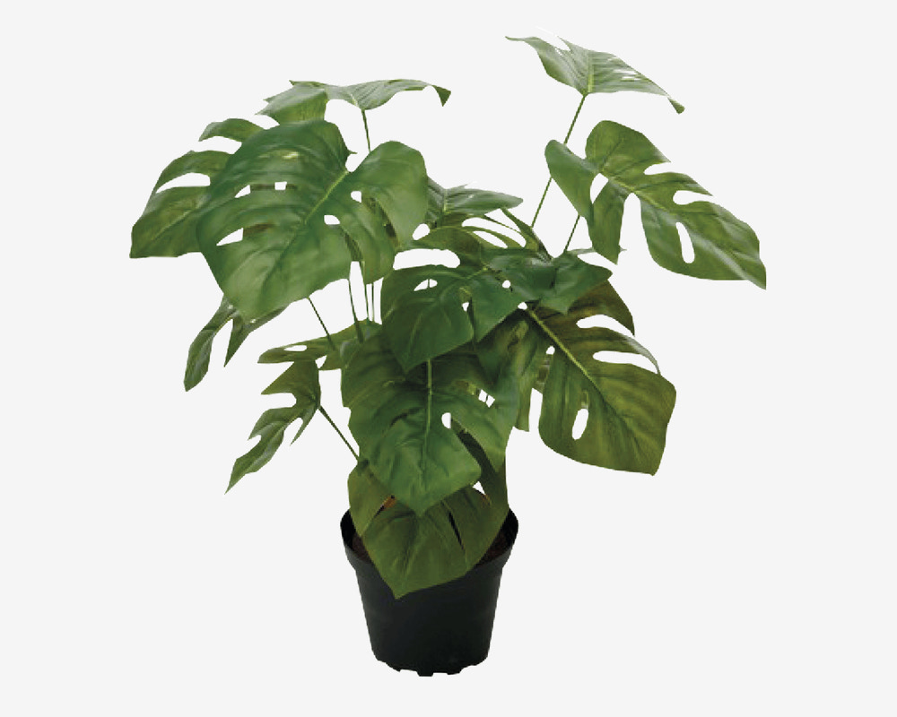 Blomst Monstera