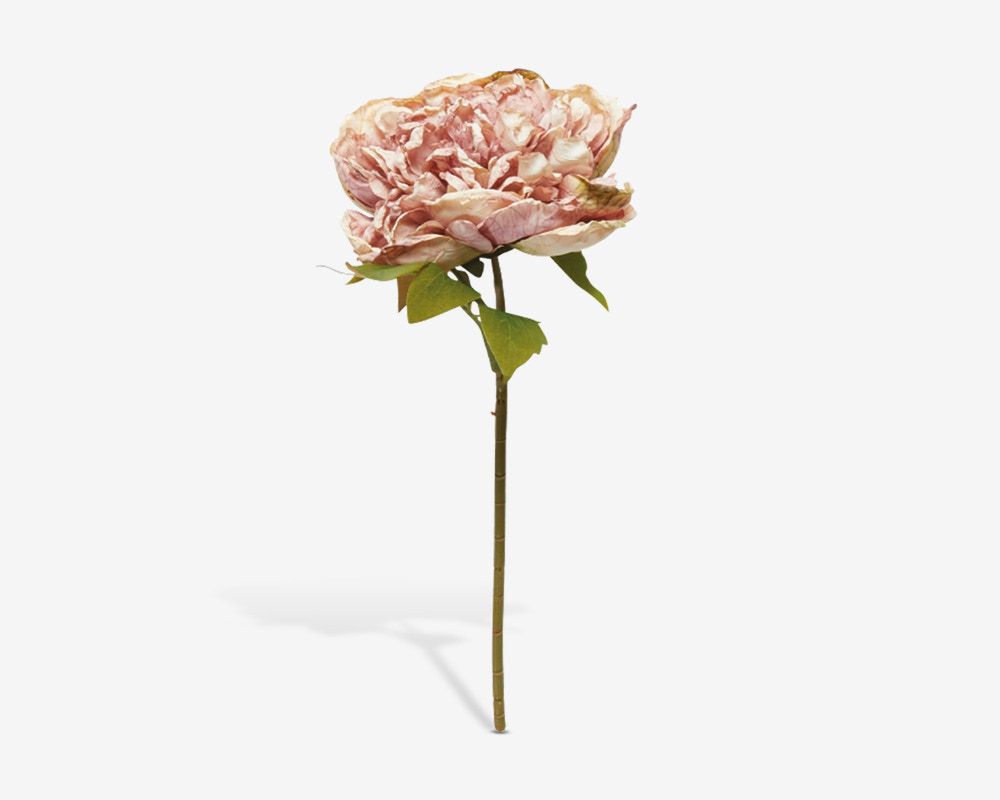 Stilk Pæon Rosa H.30 cm 