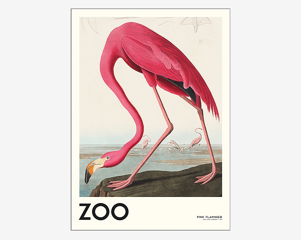 Plakat Pink Flamingo 