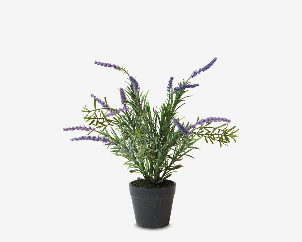 Lavendel Potte Plastik H.30 cm 