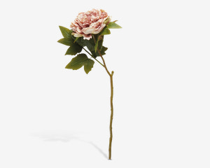 Stilk Pæon Rosa H.46 cm 