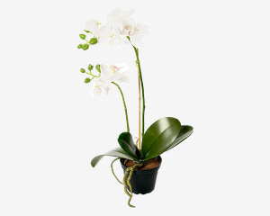 Blomst Phalaenopsis Hvid 45 cm