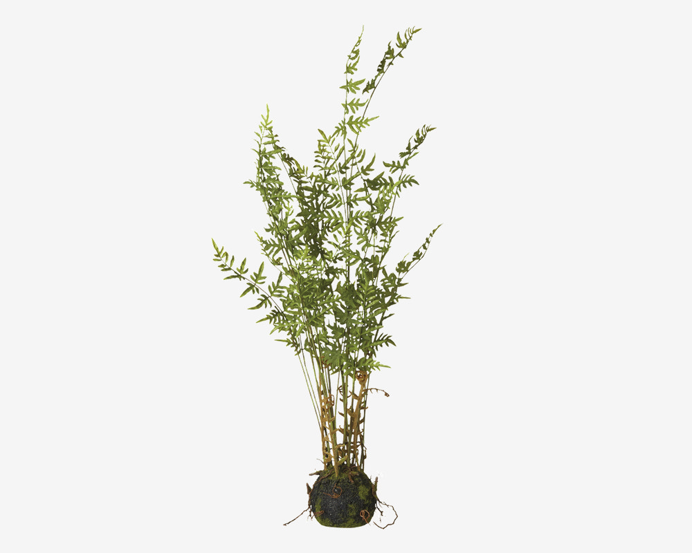 Plante Bambus M.Rod H.90cm