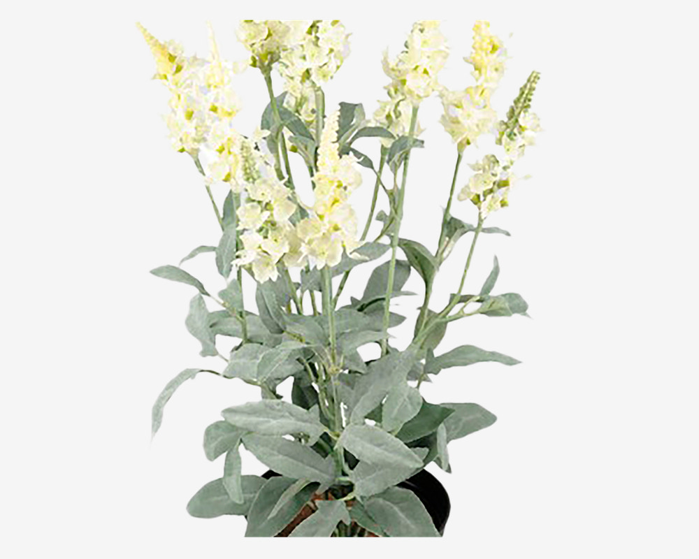 Blomst Veronica Hvid 46 cm