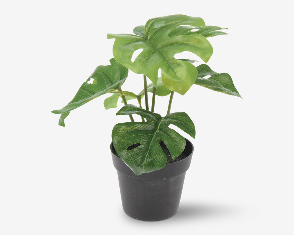 Grøn Plante I Potte Ass H.24 cm 