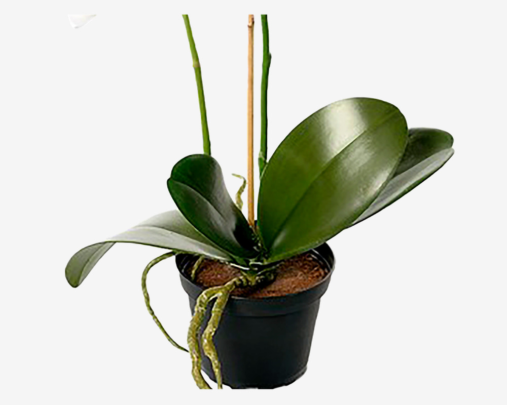 Blomst Phalaenopsis Hvid 45 cm