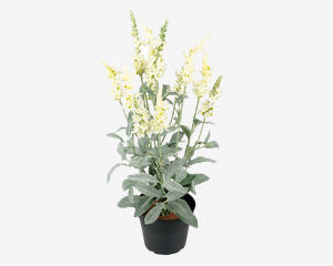 Blomst Veronica Hvid 46 cm