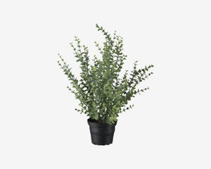 Blomst Eucalyptus i Potte 40 cm